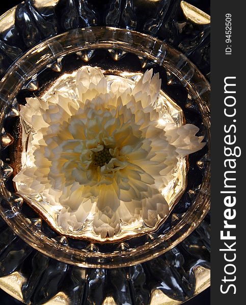 This is a white Cosmos flower that was laid into a shallow crystal dish with water, then photographed with a honey gold light shining underneath. This is a white Cosmos flower that was laid into a shallow crystal dish with water, then photographed with a honey gold light shining underneath.