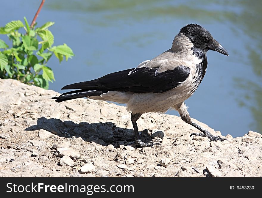 A crow goes for a walk.