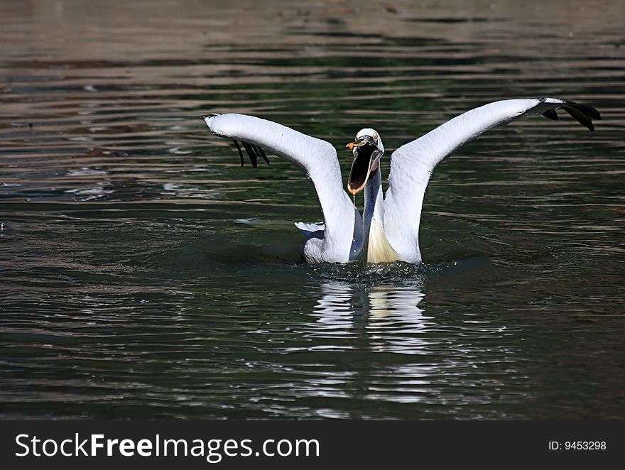 A pelican bathes in a reservoir.