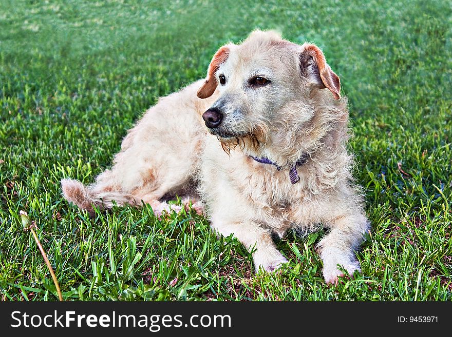 A white terrier mix laying in the grass. A white terrier mix laying in the grass.