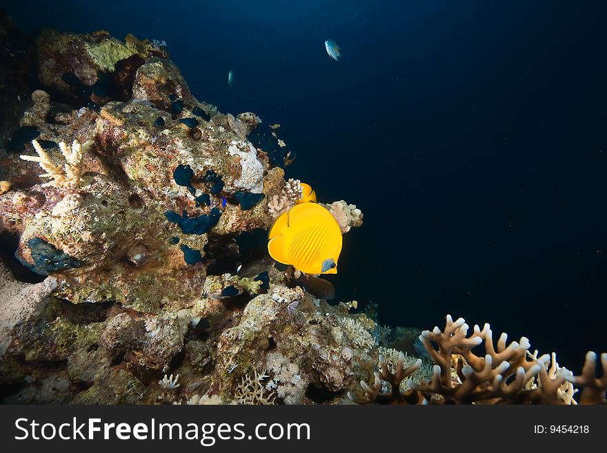 Coral and fish taken in the red sea.