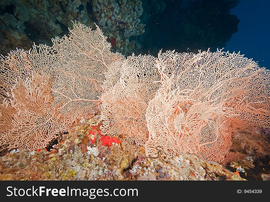 Coral and fish taken in the red sea.