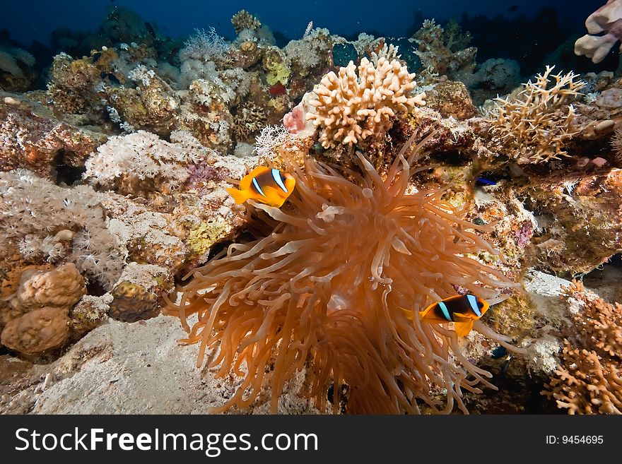 Coral And Anemonefish