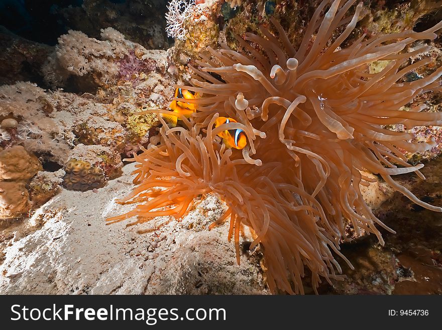 Coral and anemonefish taken in the red sea.