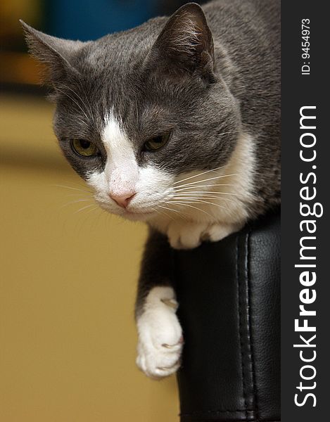 A Cat sitting on a chair, the backrest.