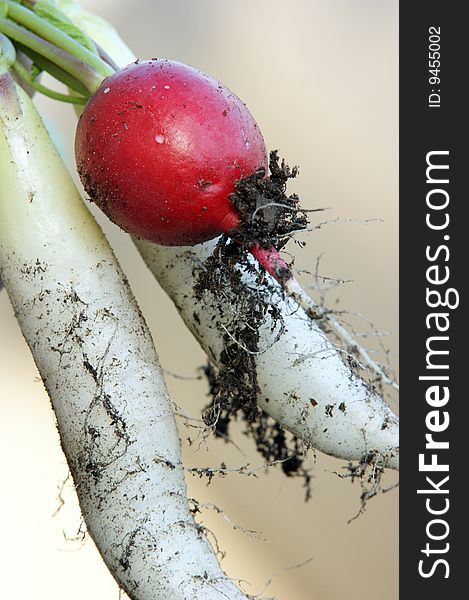 Very freshly harvested radishes in the summer. Very freshly harvested radishes in the summer.