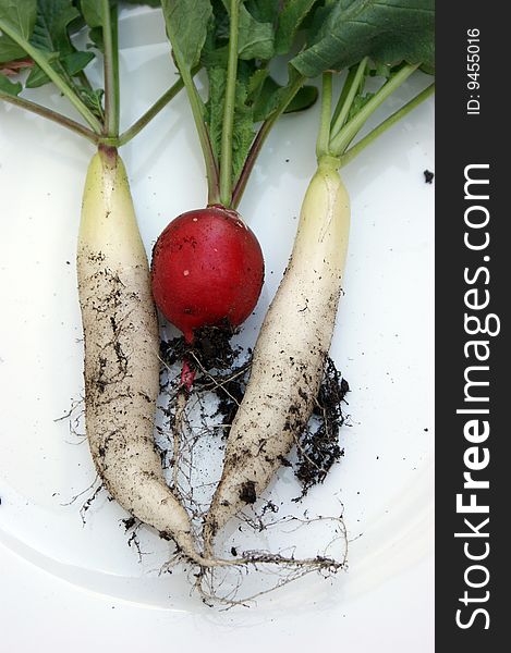 Very freshly harvested radishes in the summer. Very freshly harvested radishes in the summer.