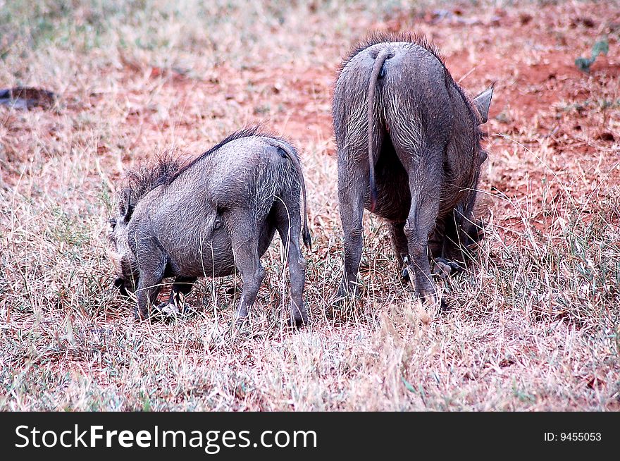 A pair of warthogs (wild pigs) looking for food. Shot on safari in South Africa. A pair of warthogs (wild pigs) looking for food. Shot on safari in South Africa.