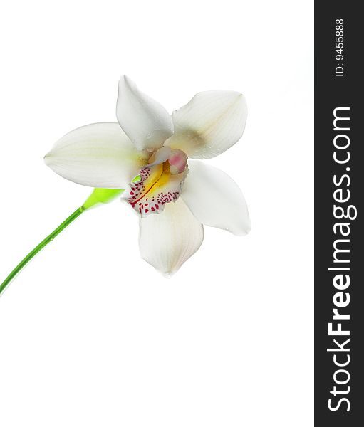 Single orchid with red and yellow center on the white background.