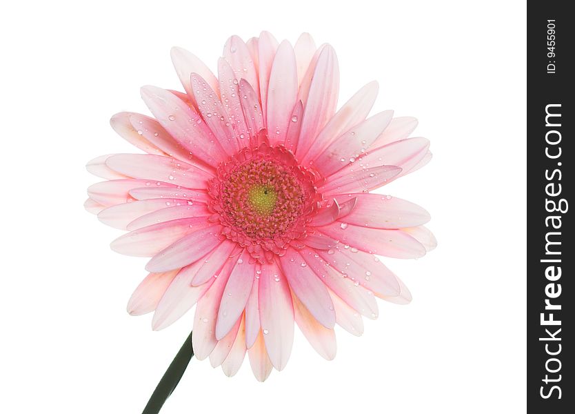 Pink and orange colored gerbera on the white background. Pink and orange colored gerbera on the white background.