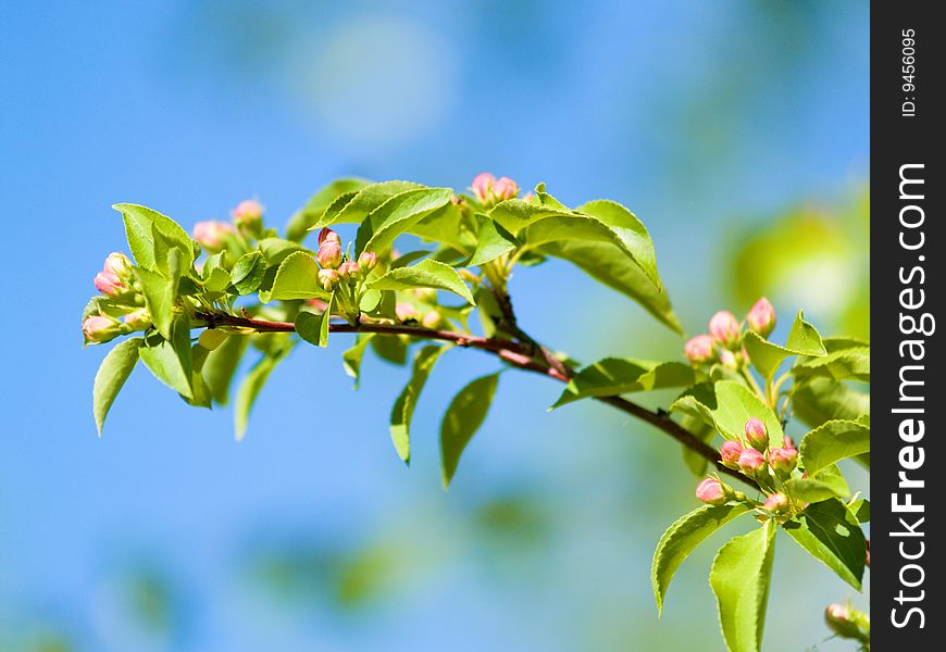 Green branch to apple trees