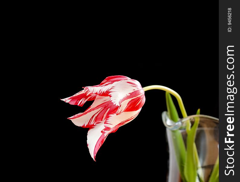White and red tulip an black background