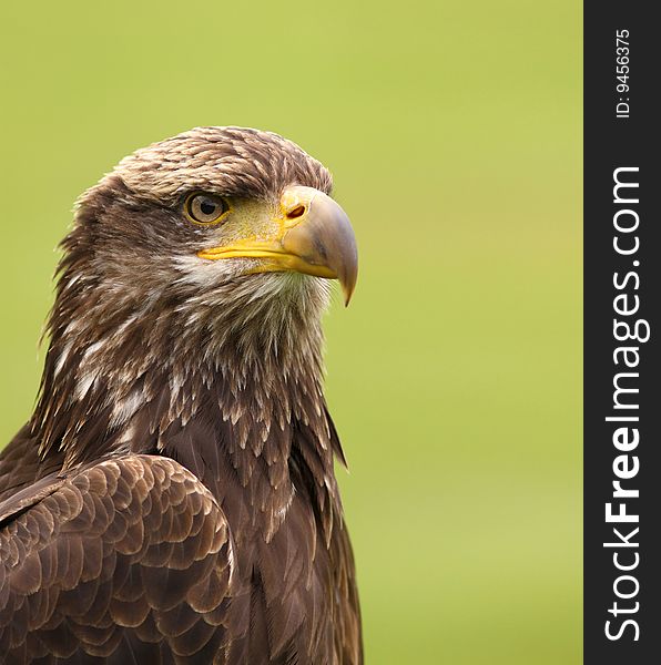 Animals: Young bald eagle against green background