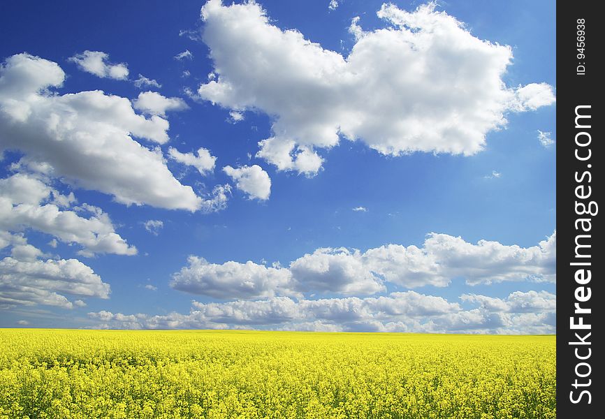 Rape field and clouds in sky