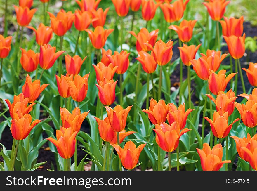 Orange tulips background with blurry depth of field