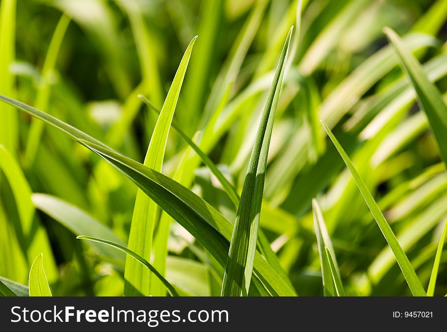 Green grass with day light close up background