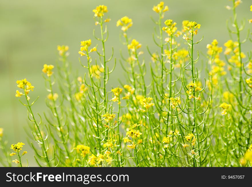Green grass and field flowers close up background