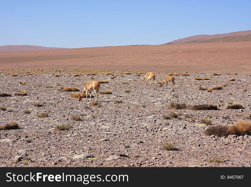 Alpacas in the desert Chili grazing. Alpacas in the desert Chili grazing