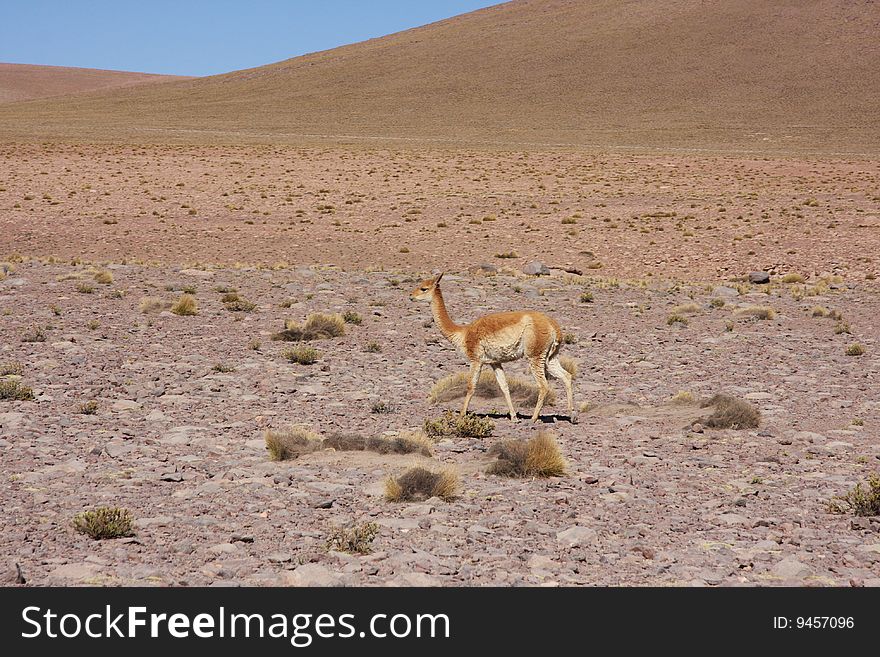 Alpaca walking, grazing in the desert. Alpaca walking, grazing in the desert