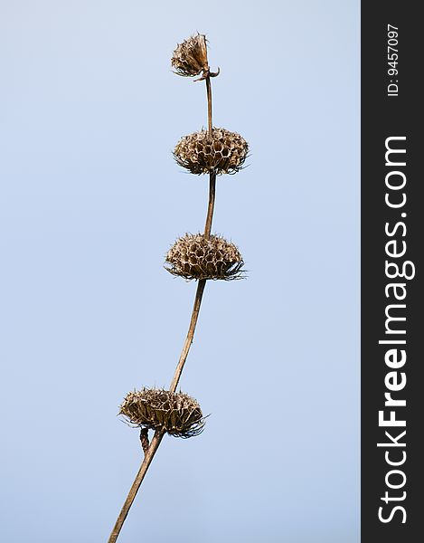 Dry field flowers on a background of pure blue sky