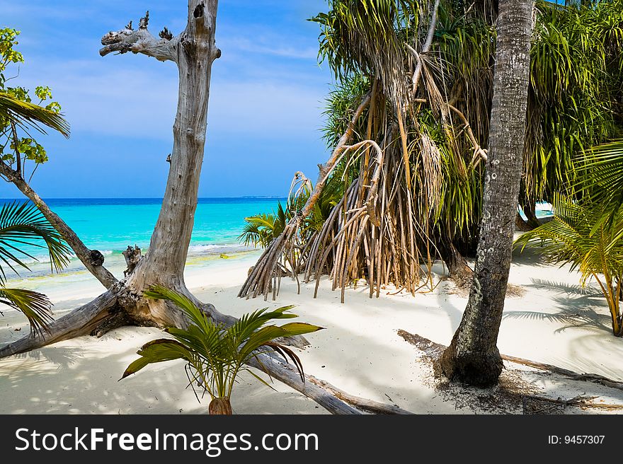 Trees on tropical beach - abstract nature background