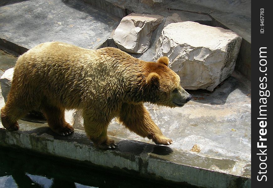 A bear is walking right and left