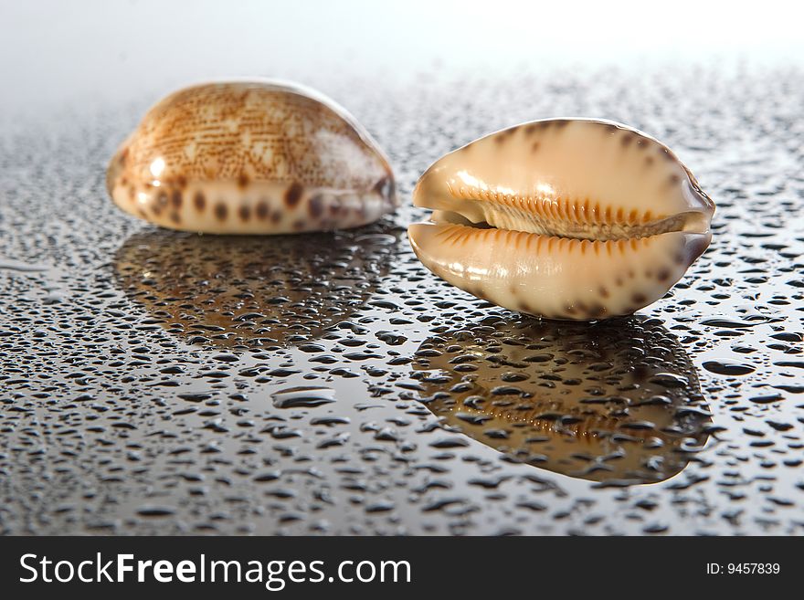 Sea shell on gradient surface