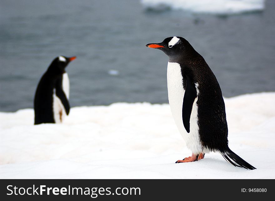 Funny Gentoo penguin with tham colony