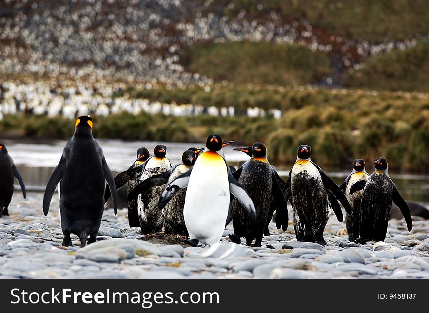 Group of king penguin in antarctica and seal