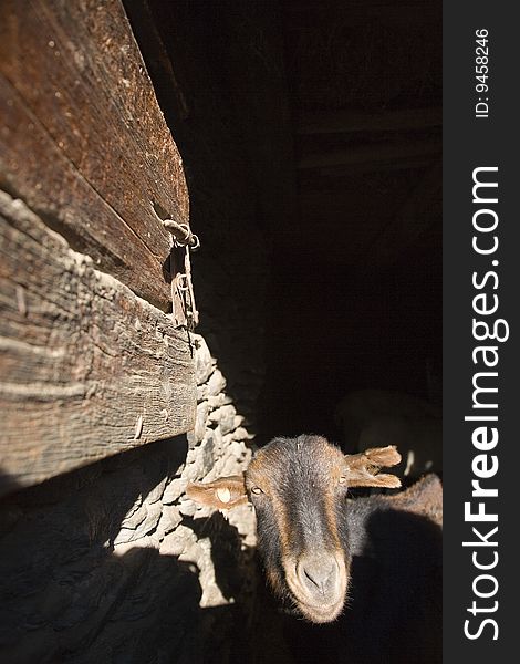 Goat in Cardos Valley in the Pyrenees of Catalonia, Spain