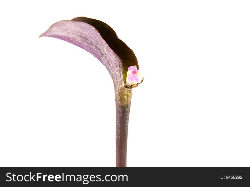 Single unknown plant specimen with a large succulent purple leaf and a single small pink flower on a white background. Single unknown plant specimen with a large succulent purple leaf and a single small pink flower on a white background