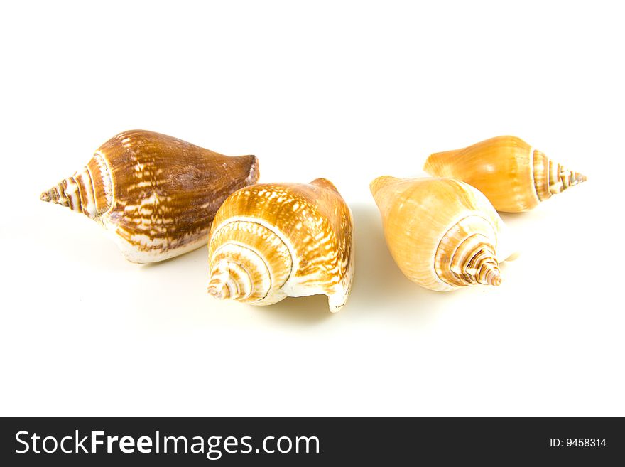 Closeup of the spirals of four light brown whelk shells arranged on a white background. Closeup of the spirals of four light brown whelk shells arranged on a white background