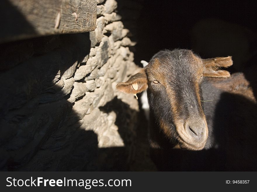 Goat in Cardos Valley in the Pyrenees, Spain, Europe