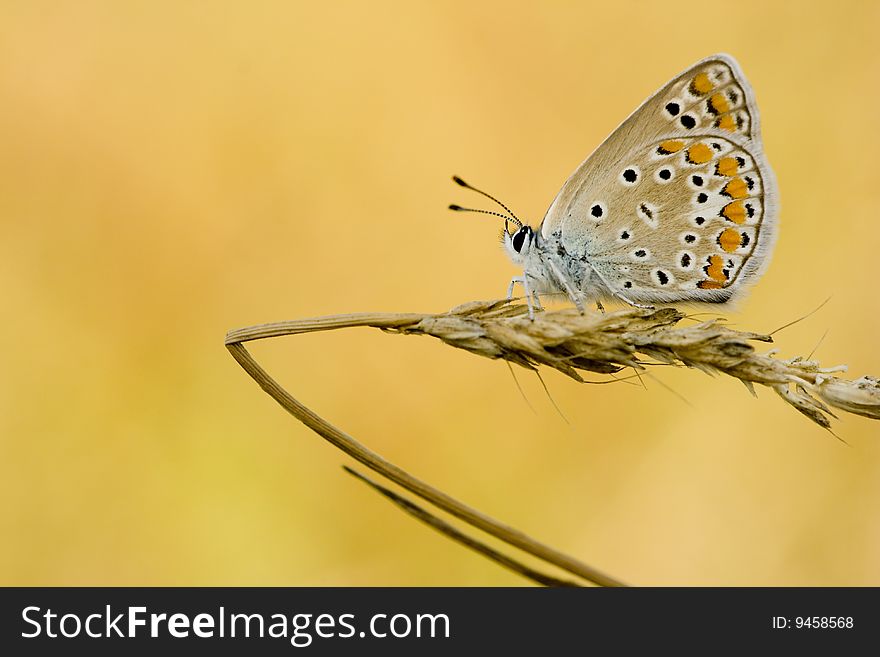 Polyommatus icarus zelleri, common blue, sitting on wheat.