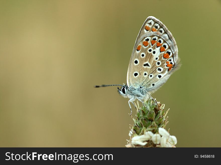 This common blue was photographed while holding the plant he was standing on in one hand and in the other hand holding the camera. This common blue was photographed while holding the plant he was standing on in one hand and in the other hand holding the camera.