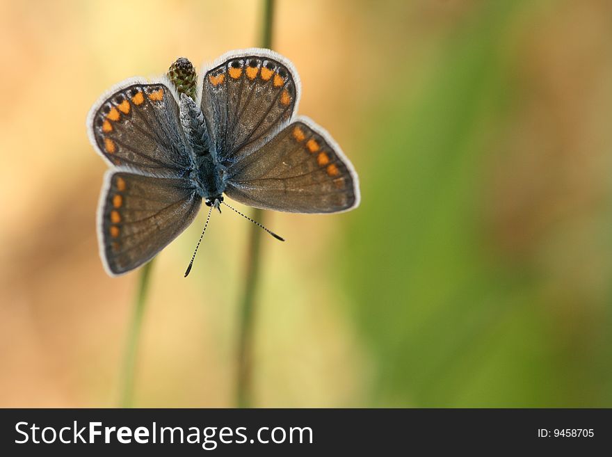 A female common blue in all her glory. A female common blue in all her glory