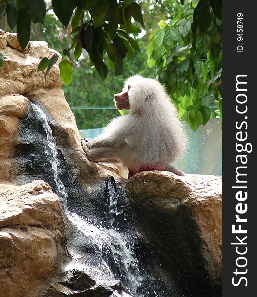 White sitting on a stone at thinking position at waterfall. White sitting on a stone at thinking position at waterfall