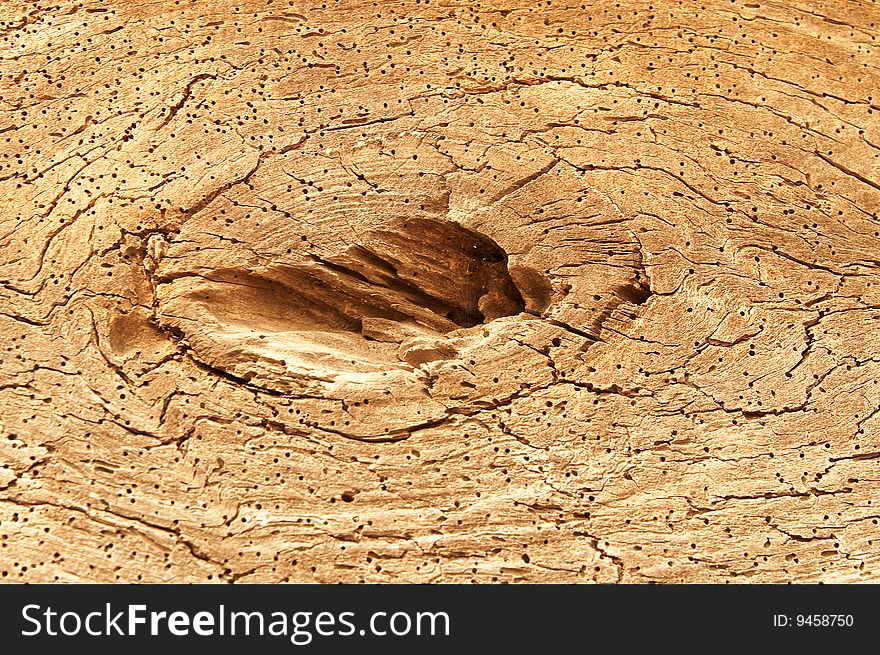 Cracked Old Stump. Nice Picture.