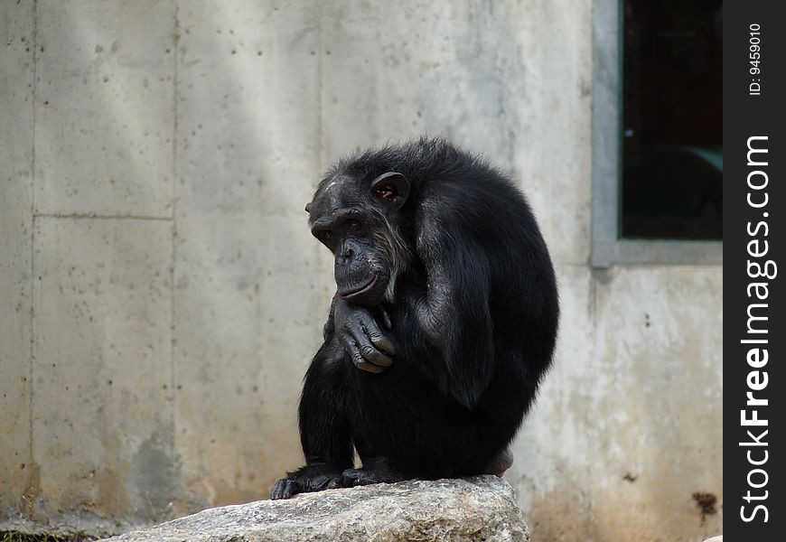 Thinking monkey ape gorilla