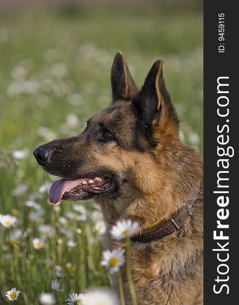 German shepherd on meadow white white daisy. German shepherd on meadow white white daisy