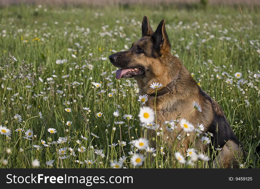 German shepherd on meadow white white daisy. German shepherd on meadow white white daisy