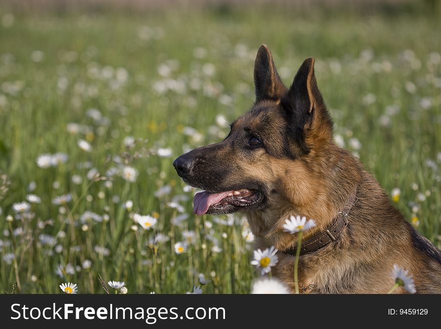 German shepherd on meadow white white daisy. German shepherd on meadow white white daisy