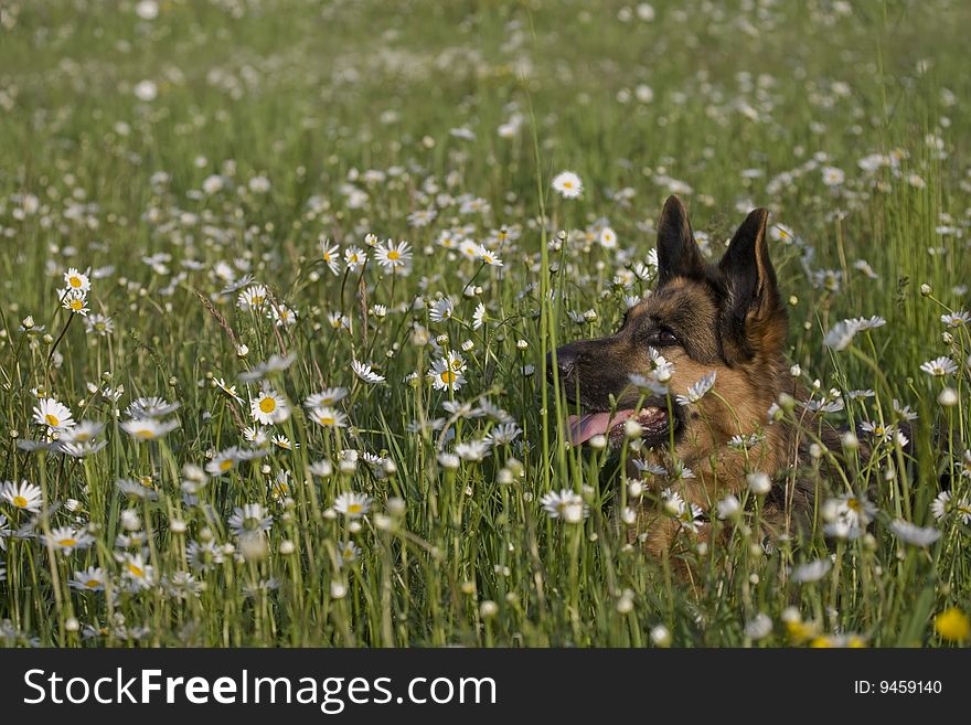 German shepherd on meadow white white daisy. German shepherd on meadow white white daisy