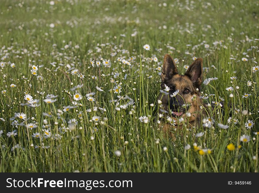 German shepherd on meadow white white daisy. German shepherd on meadow white white daisy