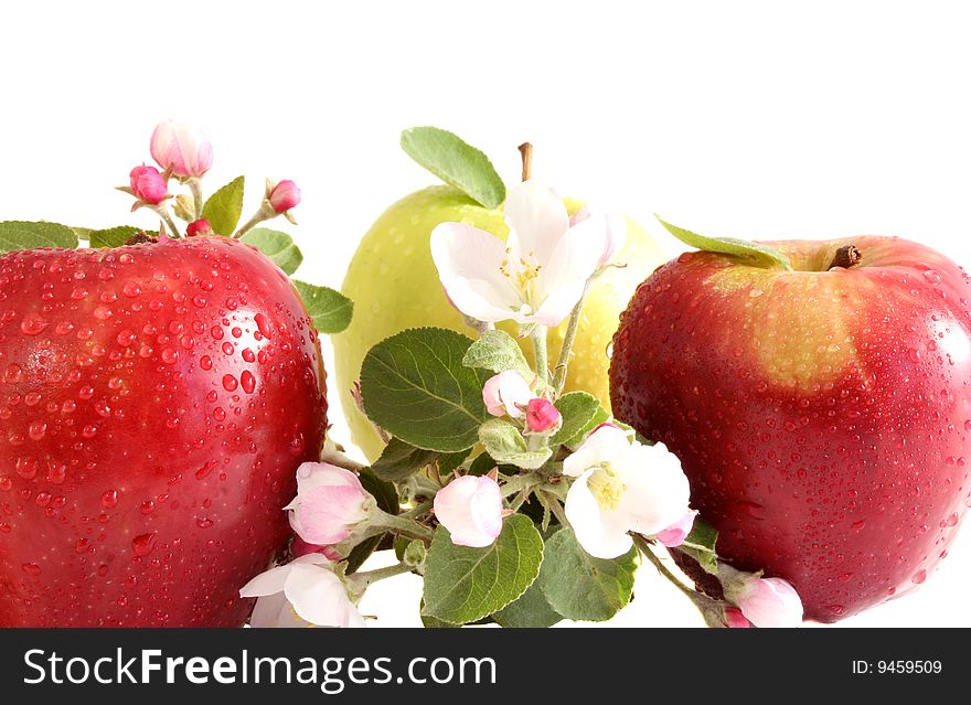 Three apples about apple-tree flowers on a white background, it is isolated.