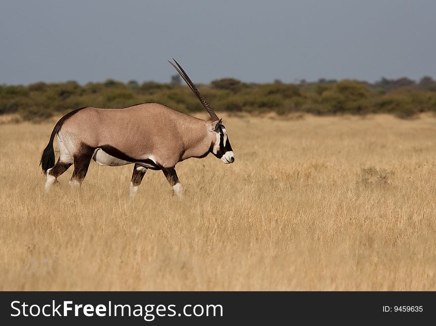 Gemsbok walking at Deception Pan, Central Kalahari Game Reserve, Botswana. Gemsbok walking at Deception Pan, Central Kalahari Game Reserve, Botswana