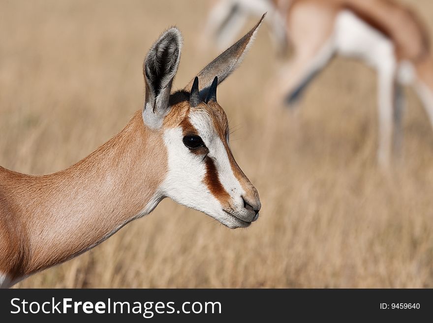 Closeup portrait of a young Springbok at Deception Pan, Central Kalahari Game Reserve, Botswana