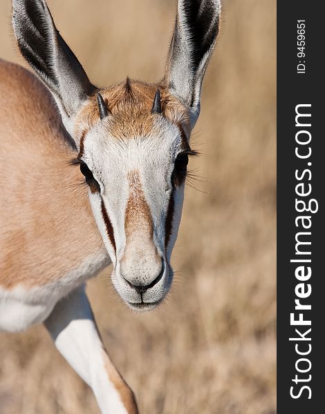 Closeup portrait of a young Springbok at Deception Pan, Central Kalahari Game Reserve, Botswana