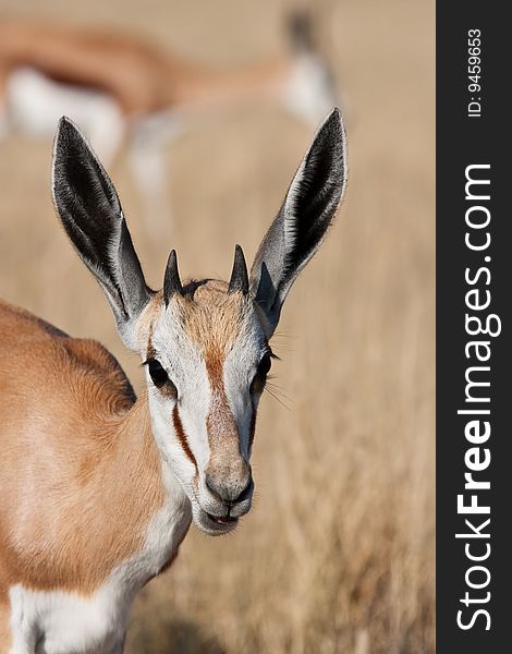 Closeup portrait of a young Springbok at Deception Pan, Central Kalahari Game Reserve, Botswana