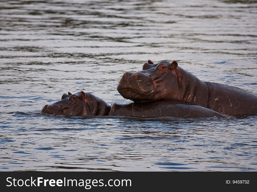 Mother Hippopotamus with her young in the Chobe River in Botswana. Mother Hippopotamus with her young in the Chobe River in Botswana